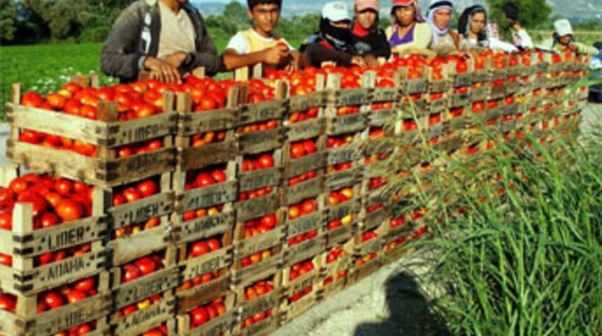 Domates tarlada kaldı