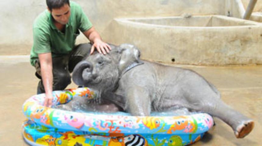 Bebek filin banyo keyfi