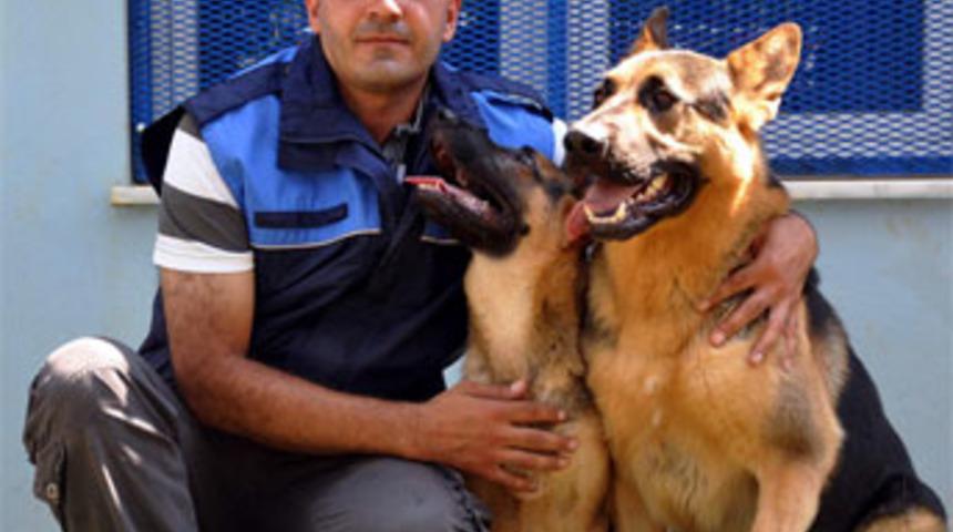 "K&ouml;pek" şark hizmeti i&ccedil;in Hakkari'ye atandı!