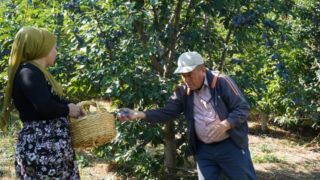  Isparta'da mürdüm eriği üretimi çiftçiye alternatif ürün sunuyor