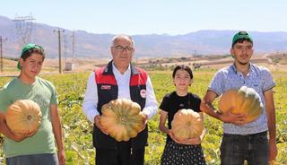 Elazığ&rsquo;da kabak hasadı başladı: 4 bin tonun &uuml;zerinde rekolte bekleniyor
