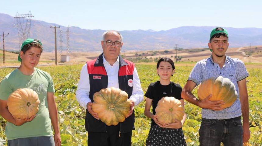 Elazığ&rsquo;da kabak hasadı başladı: 4 bin tonun &uuml;zerinde rekolte bekleniyor