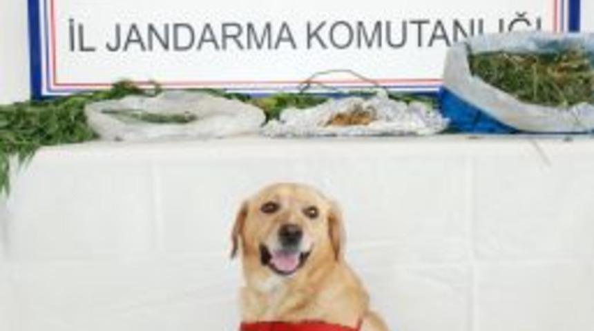 Kavaklıdere&rsquo;de uyuşturucu operasyonu