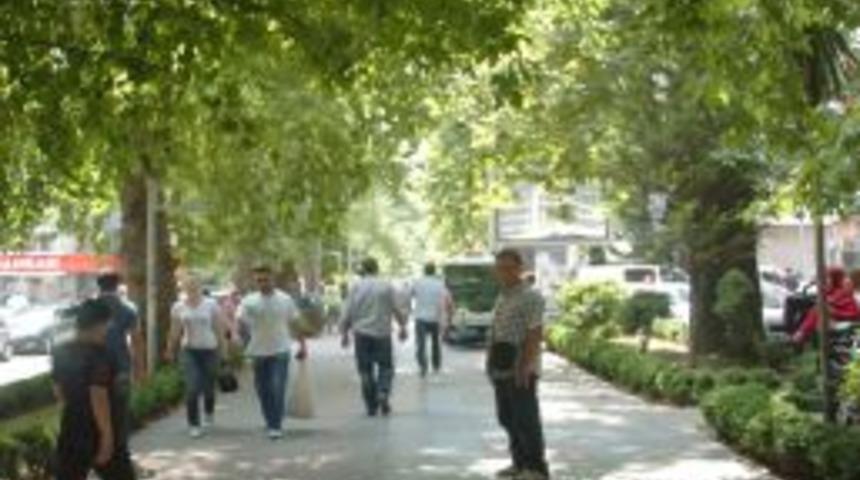 Kocaeli'nin asırlık &ccedil;ınarları g&uuml;neş şemsiyesi gibi