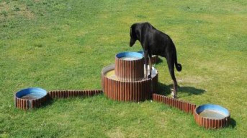 Sokak hayvanları i&ccedil;in &ouml;zel tasarım suluk ve yemlik yapıldı