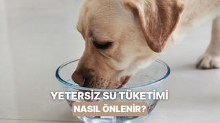 Kedilerde ve köpeklerde yetersiz su tüketimini önlemenin 10 etkili yolu