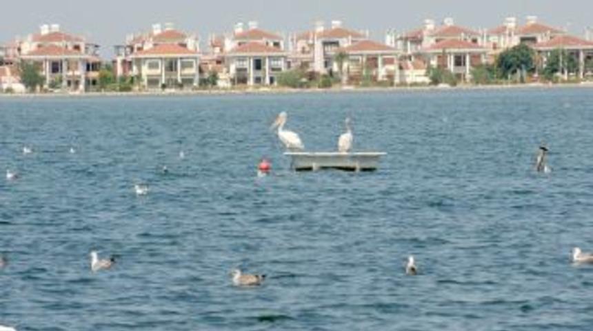 Tepeli pelikanlar Karşıyaka&rsquo;ya d&ouml;nd&uuml;