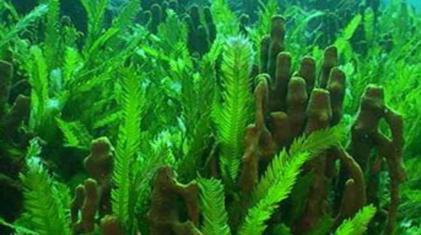 Katil yosunlar Antalya sahillerinde