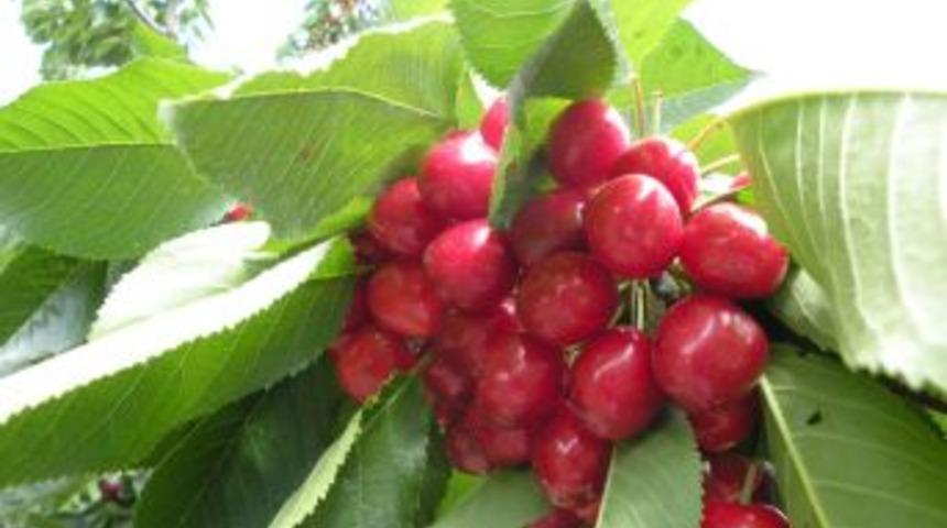 Erzincan’da kiraz hasadı üreticiyi sevindirdi