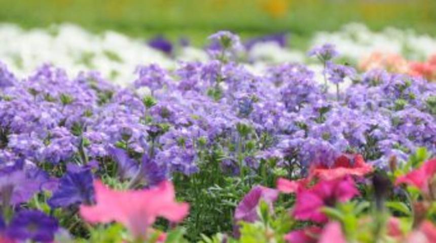 İstanbul B&uuml;y&uuml;kşehir Belediyesi, İzmir'den 10 milyon adet &ccedil;i&ccedil;ek alacak