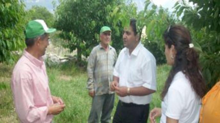 2006 yılında &uuml;reticiye dağıtılan kiraz fidanları meyve verdi