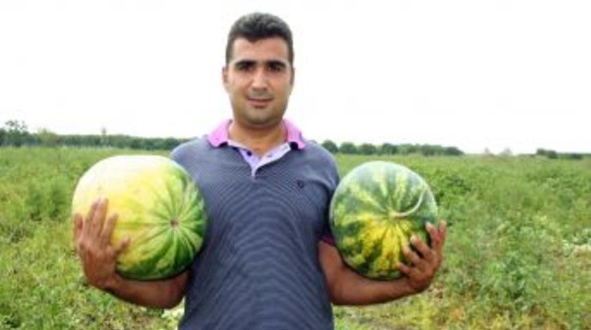 Karpuzun fiyatı geriledi, domatesin y&uuml;kseldi