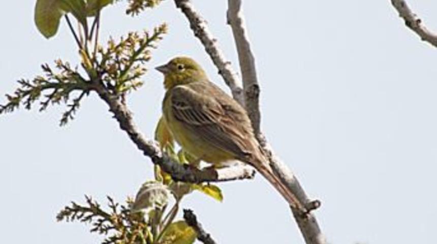 T&uuml;rkiye&rsquo;deki kuş t&uuml;rleri i&ccedil;in sağ kolunu feda etti!