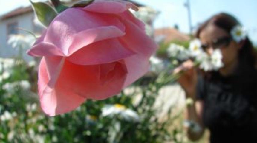 G&uuml;l koklamak insanlarda g&uuml;n boyu g&uuml;zel d&uuml;ş&uuml;nmeyi sağlıyor