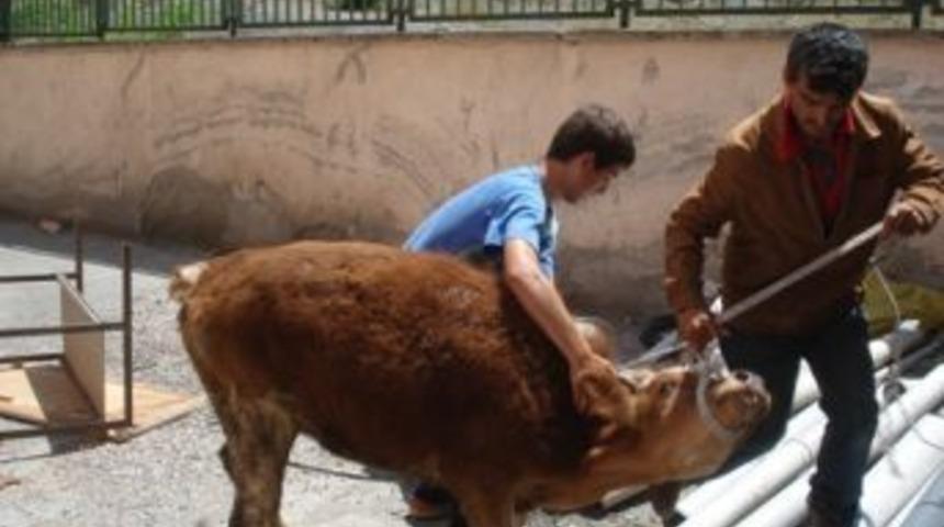 Ahırdan ka&ccedil;an d&uuml;ve, sahibine zor anlar yaşattı