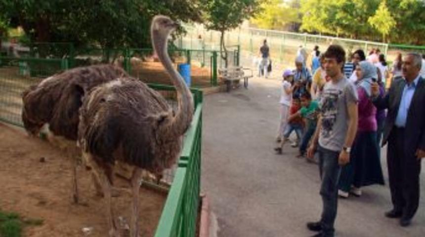Ortadoğunun en b&uuml;y&uuml;k hayvanat bah&ccedil;esine ziyaret&ccedil;i akını s&uuml;r&uuml;yor