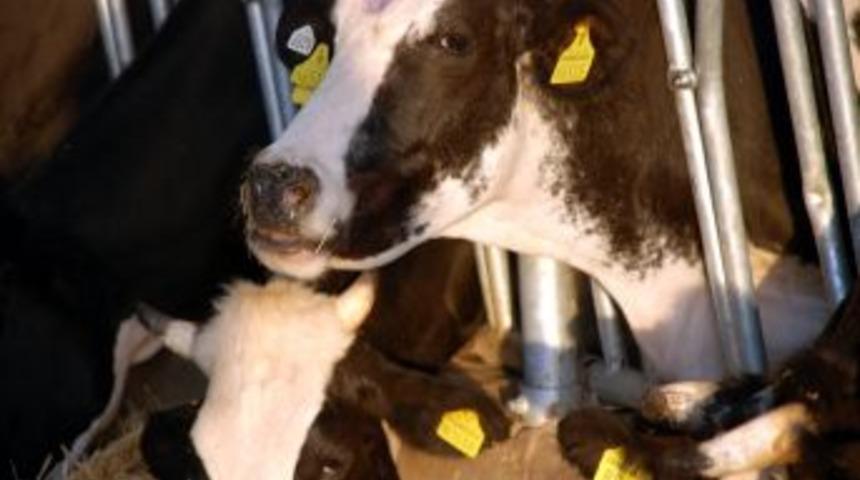 G&uuml;neydoğu&rsquo;da bitme noktasına gelen hayvancılık yeniden canlanıyor