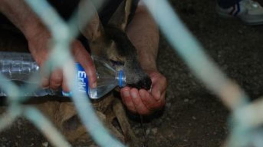 &Ccedil;akallardan ka&ccedil;an yavru karaca otel bah&ccedil;esine sığındı