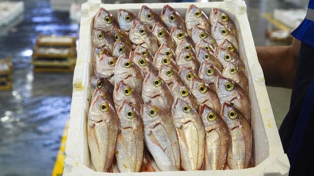 Ege'de balıkçılar son 20 yılın en bereketli sezon başlangıcını yaptı