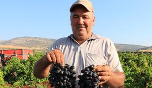 Kilis'in "horoz karası" &uuml;z&uuml;m&uuml;nde hasat başladı