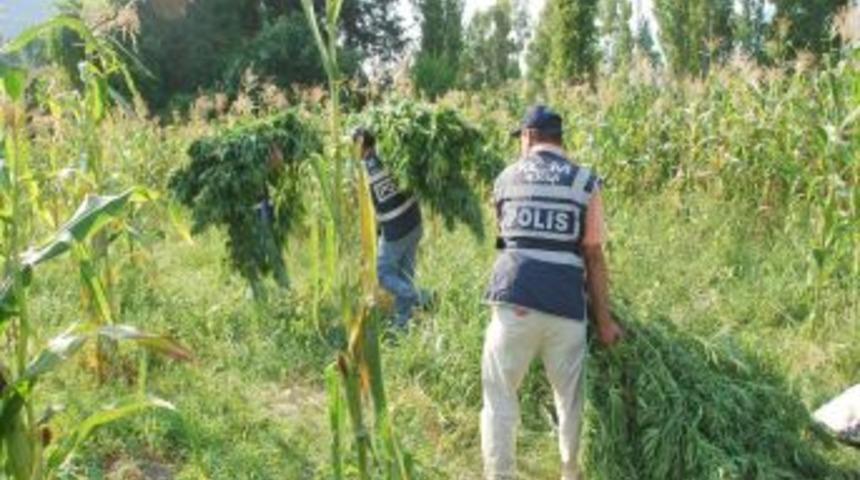 Muğla'da 10 milyon liralık uyuşturucu yakalandı