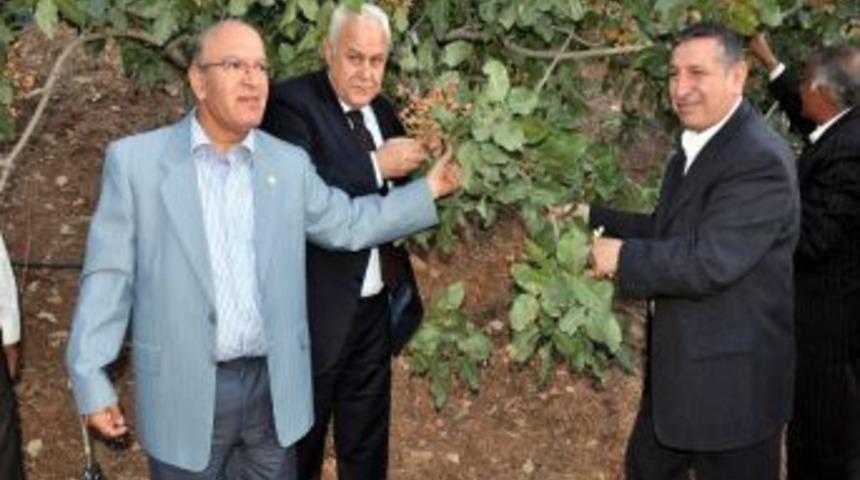 "B&ouml;lgedeki barajlar, fıstık &uuml;retimini artıracak"