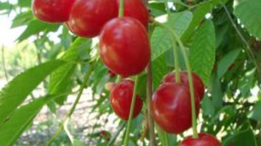 Antalya b&ouml;lgesinde vişne hasadı başladı