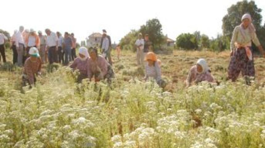 Kekik &uuml;retiminin y&uuml;zde 95&rsquo;ini karşılayan Denizli&rsquo;de hasat başladı
