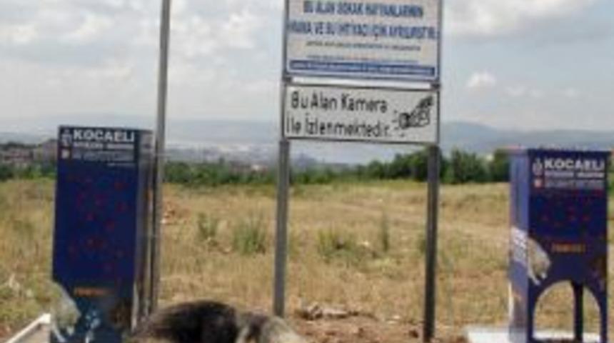 Yempati, anne k&ouml;pek ve yavrularının evi oldu