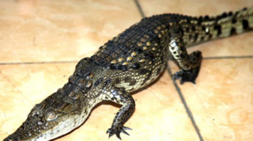 İstanbul'un g&ouml;beğinde timsah bulundu