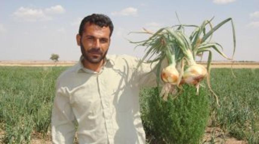 Soğan fiyatındaki artış &ccedil;ift&ccedil;inin ilgisini &ccedil;ekti