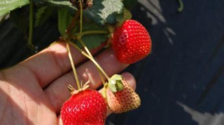 &Ccedil;ilek tarla g&uuml;n&uuml; yapılacak