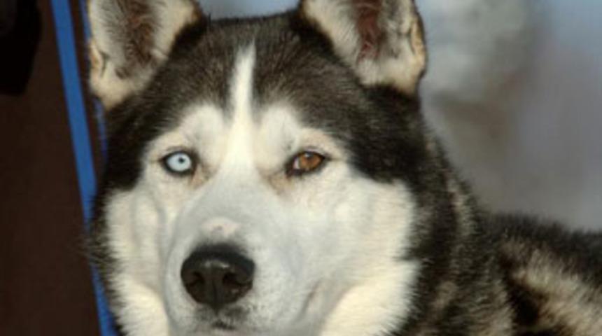 Sibirya kurduyla gasp