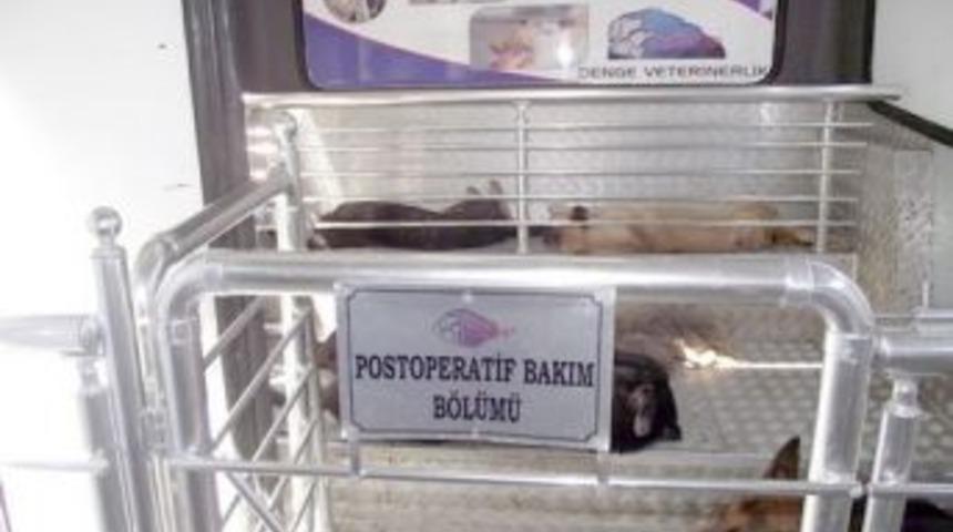 Bor'da sokak hayvanları kısırlaştırılıyor