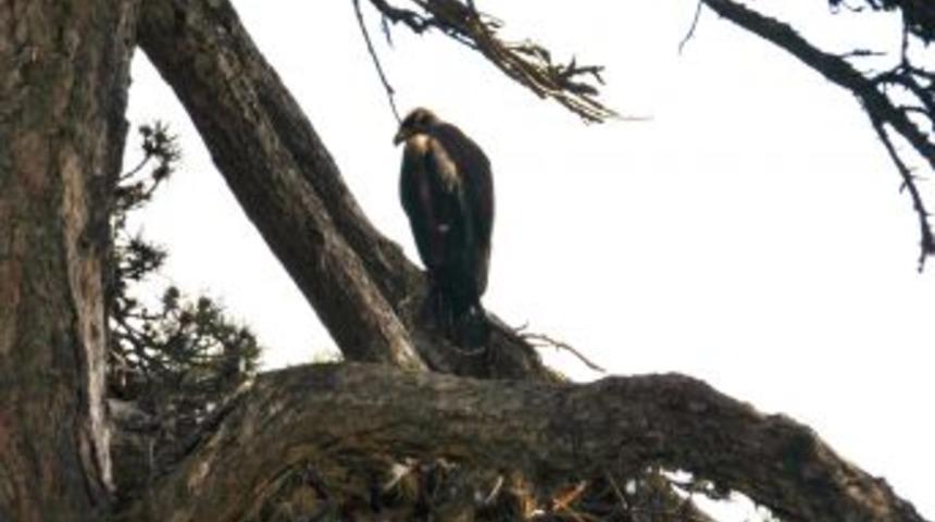 Yavru Şah Kartal u&ccedil;maya hazırlanıyor