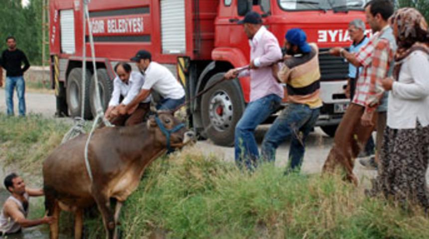 İtfaiyeden inek operasyonu