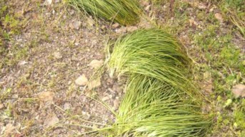 Safran Kozan’da da yetiştirilecek