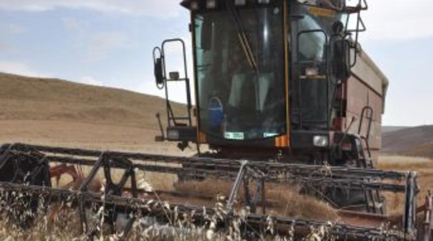 Siirt buğdayda rekor yılını yaşıyor