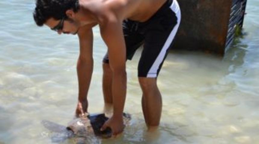 &Ouml;ğrenciler deniz kaplumbağalarını tedavi etmek i&ccedil;in &ccedil;adırda yaşıyor