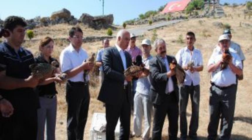 Kınalı keklikler kenelerle mücadele etkin rol oynuyor