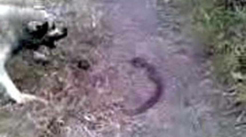 &Ccedil;oban k&ouml;peği ve yılanın kavgası