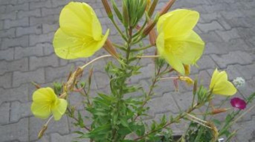 Ezan &Ccedil;i&ccedil;eği Kağızman'ı sevdi