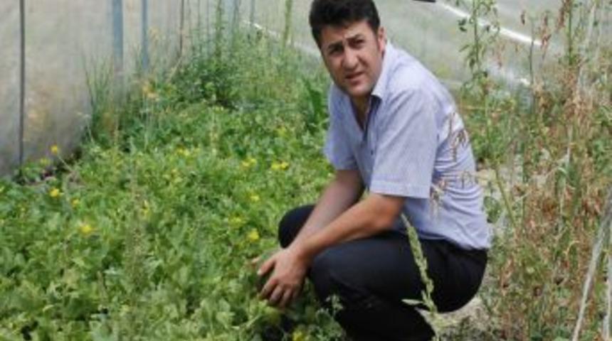 AB desteğiyle kurulan seralarda 80 kadın meslek sahibi oldu