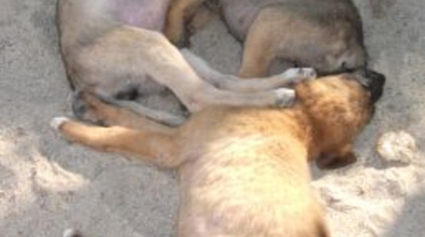 K&ouml;peklerin huzurlu uykusu