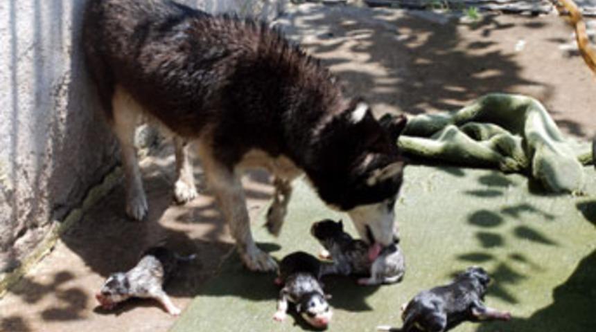 Annelik bu olsa gerek