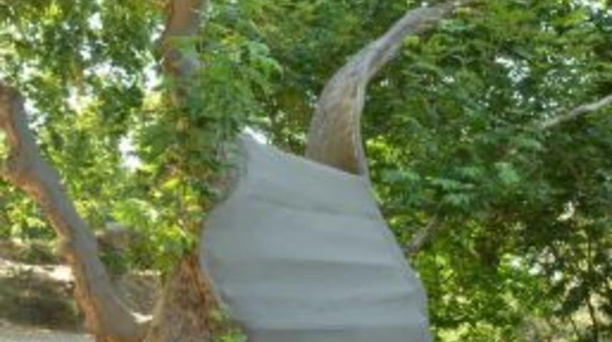 Denizli&rsquo;de 800 yaşındaki anıt ağa&ccedil;lar tedavi ediliyor