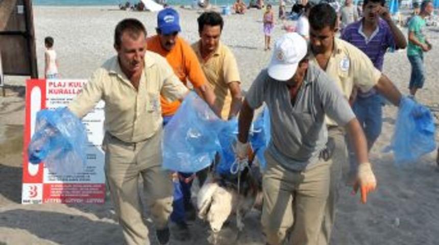 &Ouml;l&uuml; yunus balığı sahile vurdu