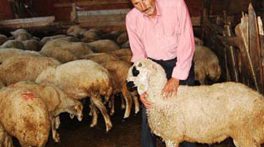 &Ccedil;alınan koyunlara DNA testi