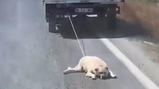 Köpeği kamyonetin arkasına bağlayıp sürükleyerek götürdü