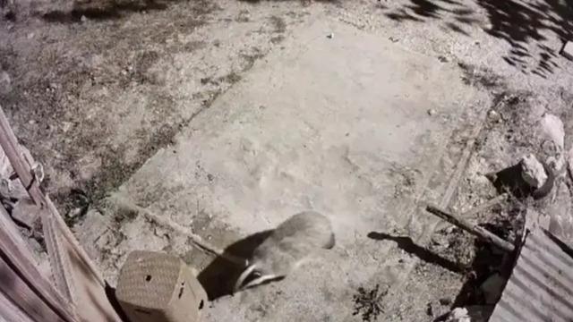 Dünyanın en cesur hayvanı Elazığ'da böyle görüntülendi